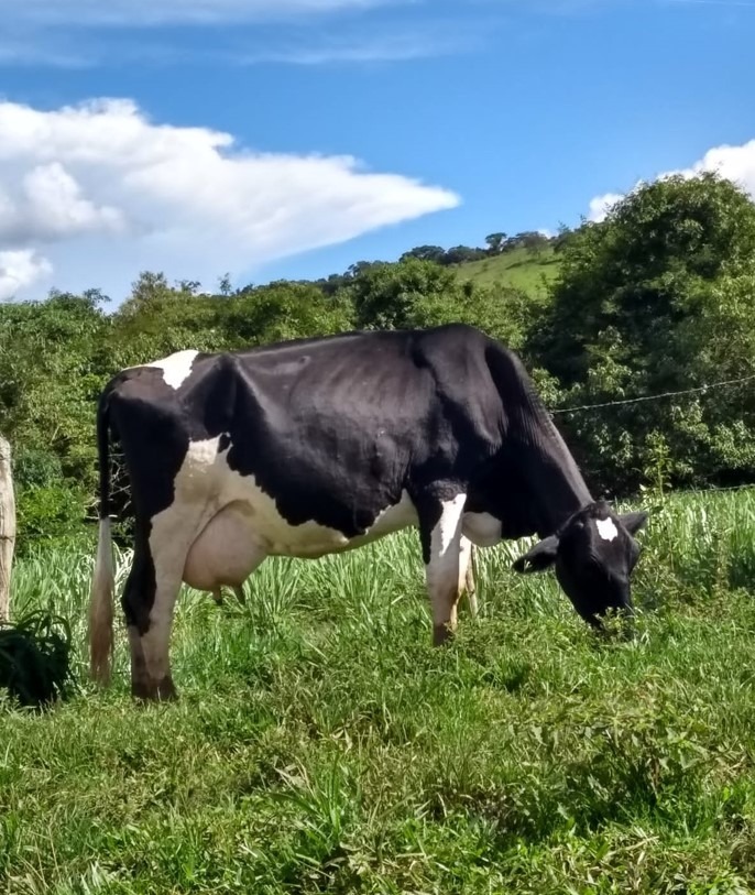 Chácara à venda com 2 quartos, 2350000m² - Foto 6