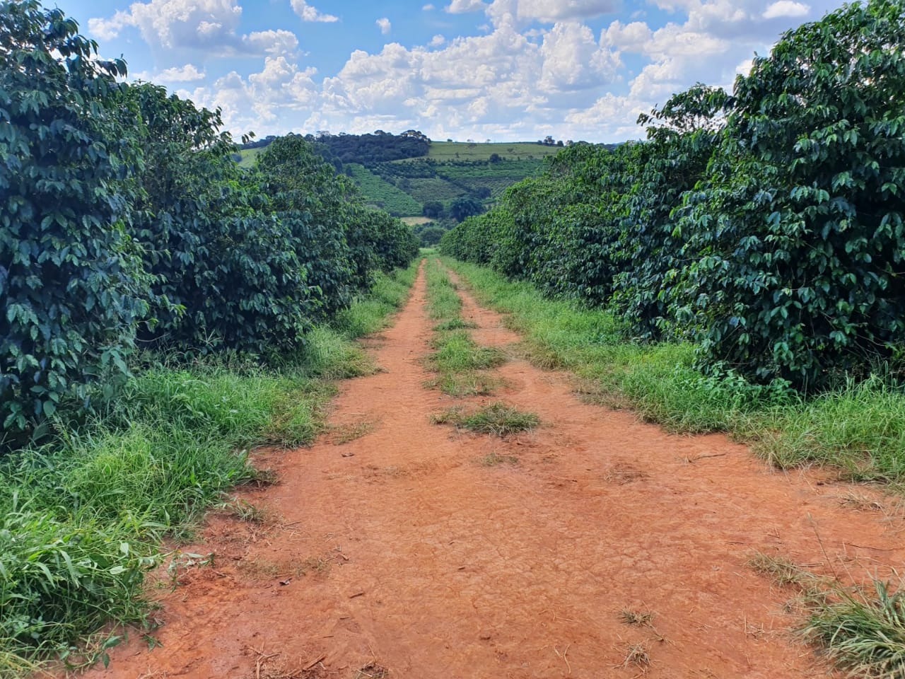 Chácara à venda com 3 quartos, 847000m² - Foto 6