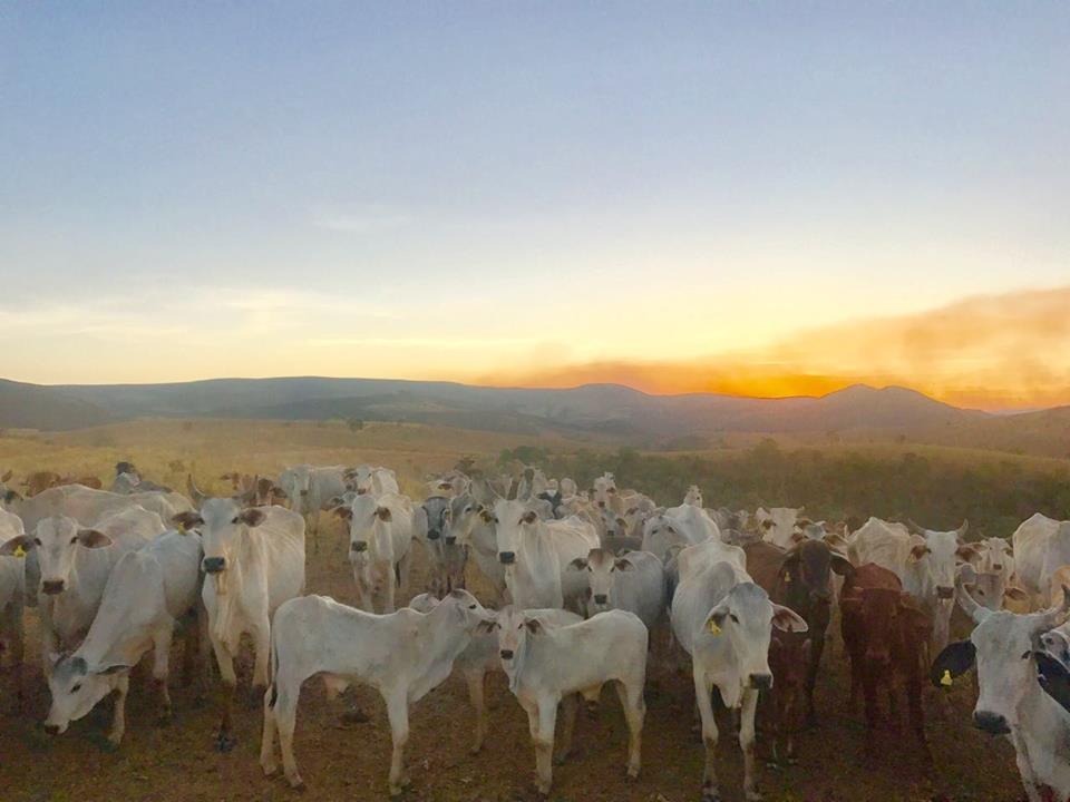 Chácara, 1 quarto, 726 hectares - Foto 1