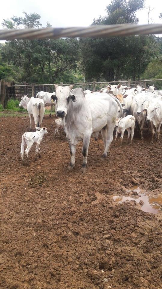 Chácara à venda com 1 quarto, 7260000m² - Foto 21