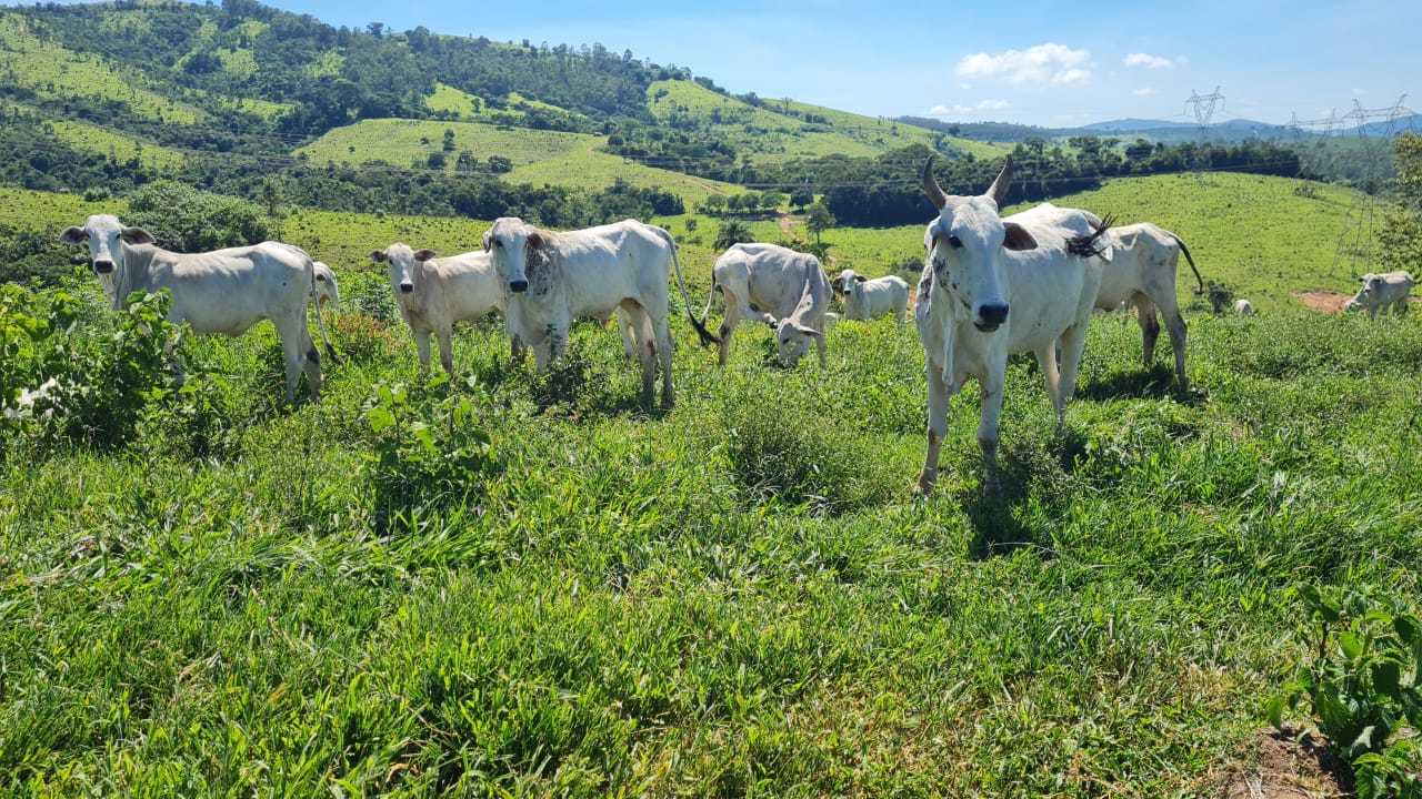 Chácara à venda com 2 quartos, 4170000m² - Foto 21