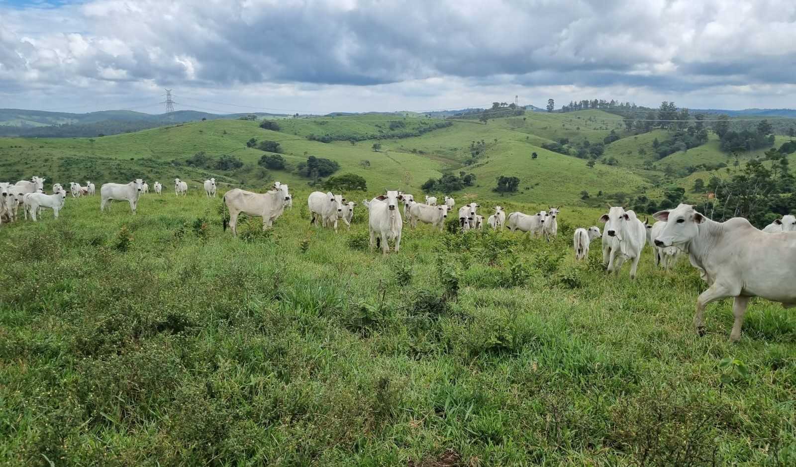 Chácara à venda com 2 quartos, 4170000m² - Foto 19