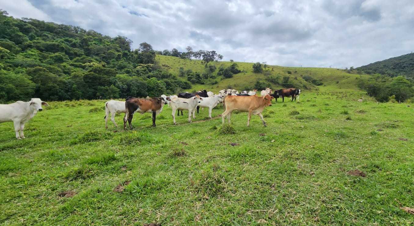 Chácara à venda com 3 quartos, 820000m² - Foto 3