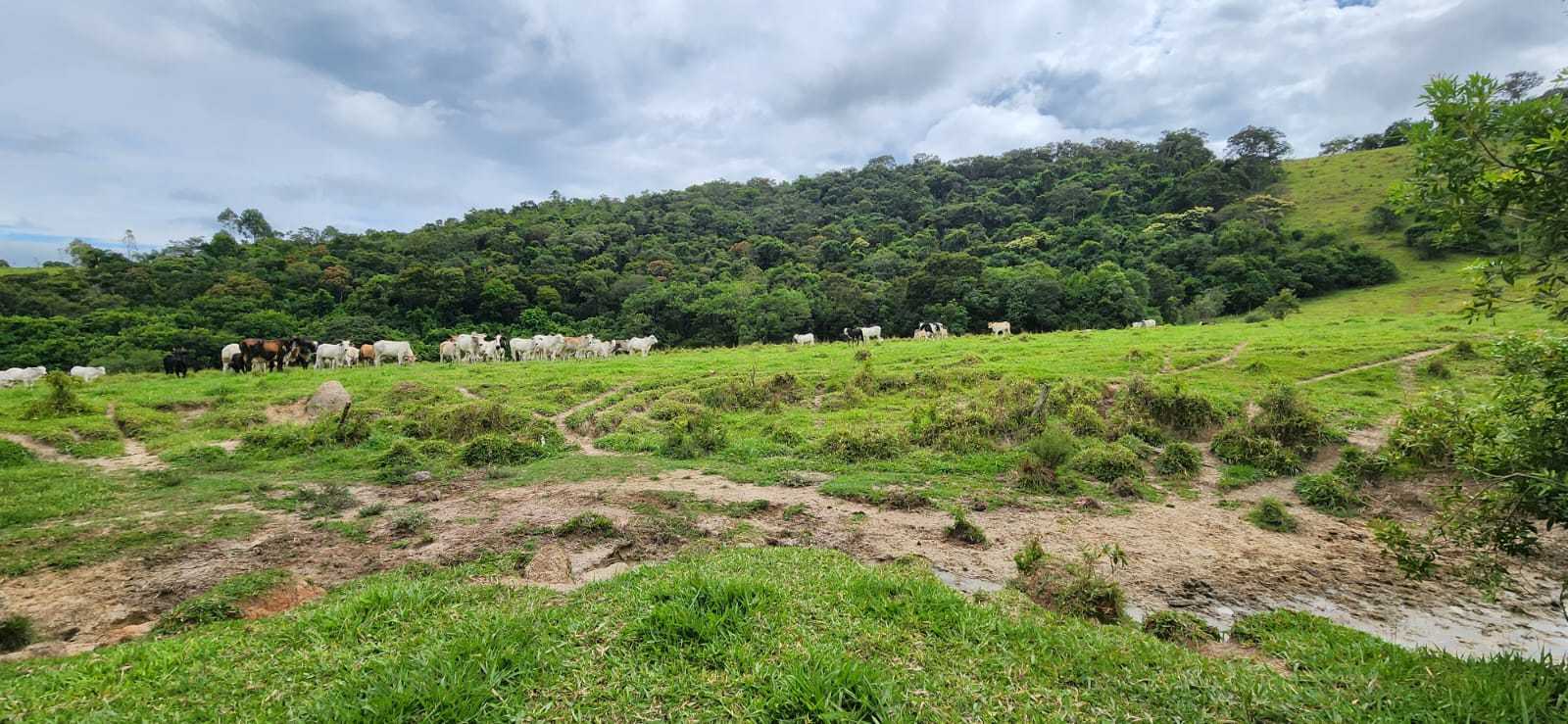 Chácara à venda com 3 quartos, 820000m² - Foto 4