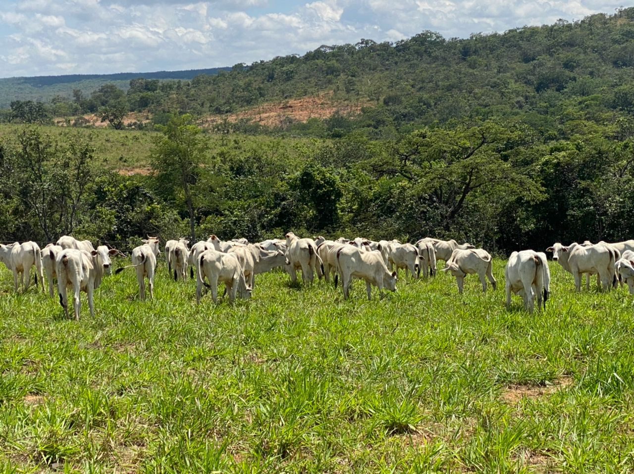 Chácara à venda com 4 quartos, 8930000m² - Foto 9