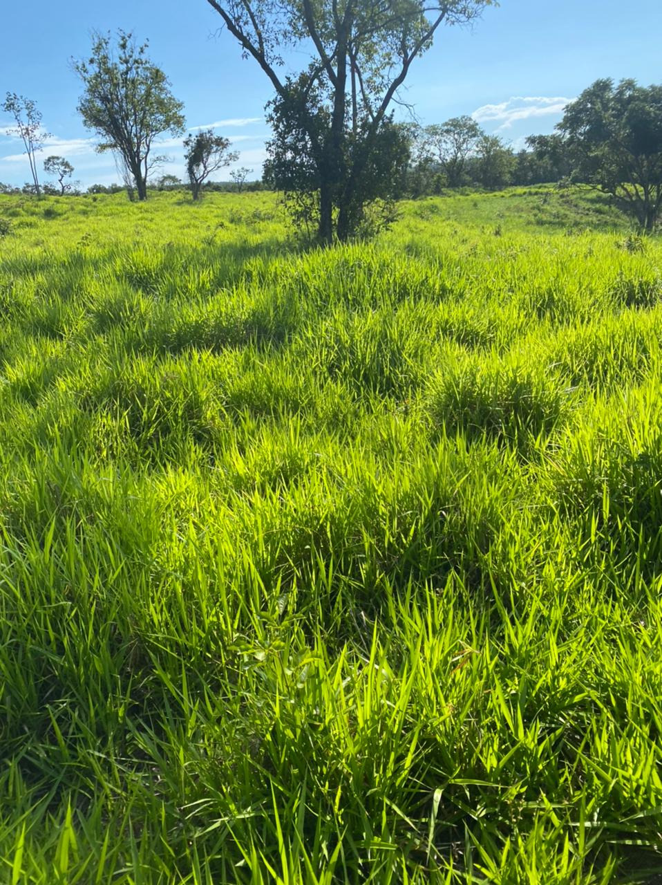 Chácara à venda com 4 quartos, 8930000m² - Foto 13