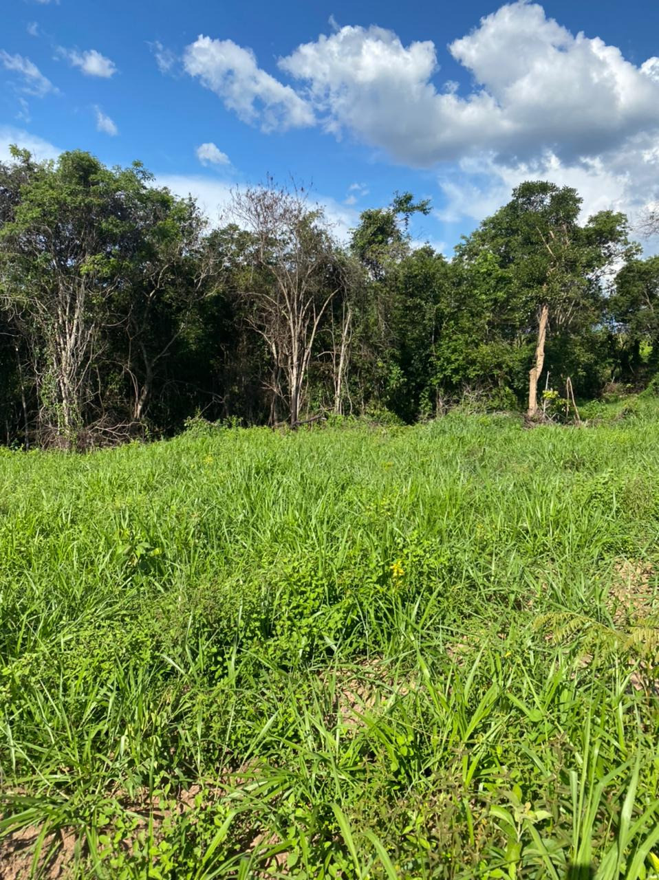 Chácara à venda com 4 quartos, 8930000m² - Foto 14