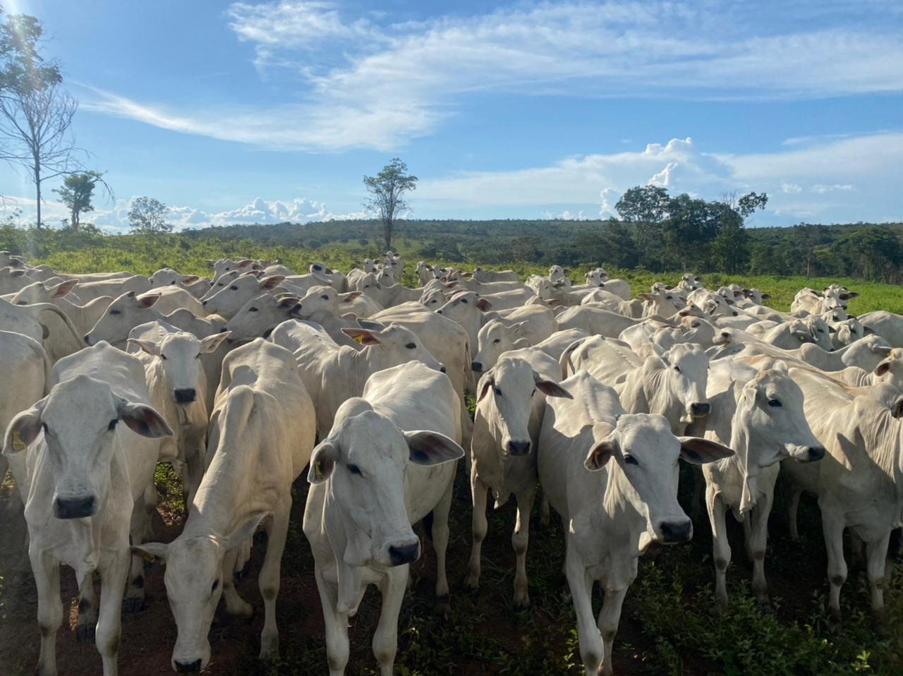 Chácara à venda com 4 quartos, 8930000m² - Foto 10