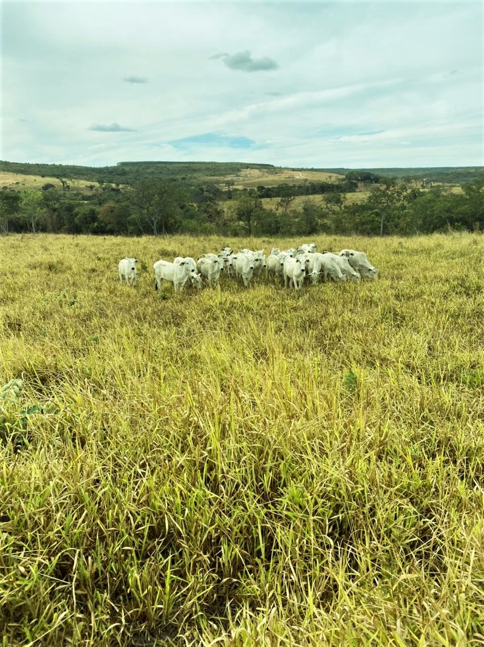 Chácara à venda com 4 quartos, 8930000m² - Foto 8