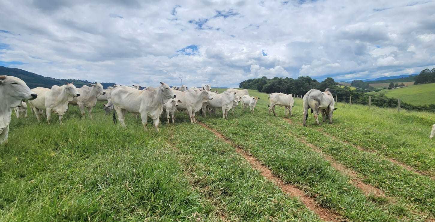 Chácara à venda com 3 quartos, 411400m² - Foto 23