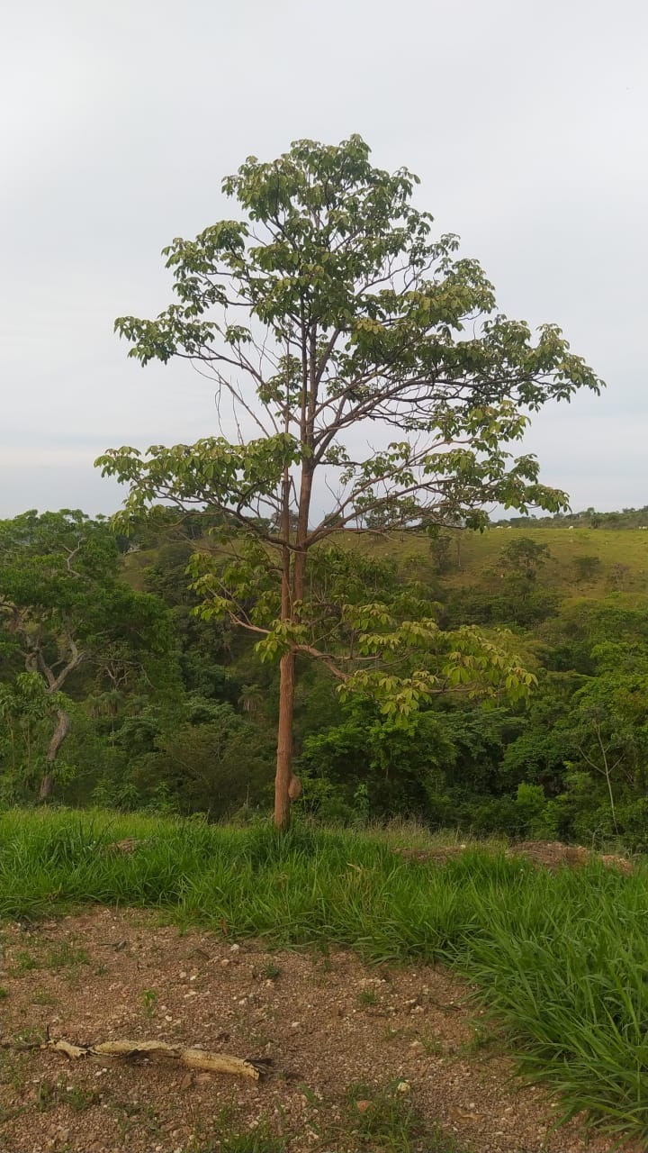 Terreno à venda, 20000m² - Foto 4