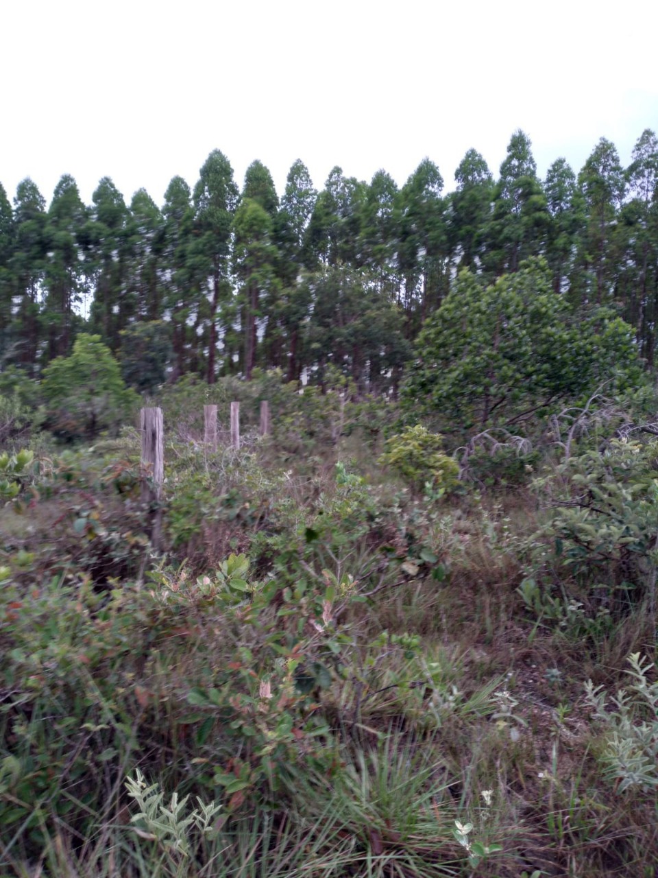 Terreno à venda, 5000m² - Foto 12