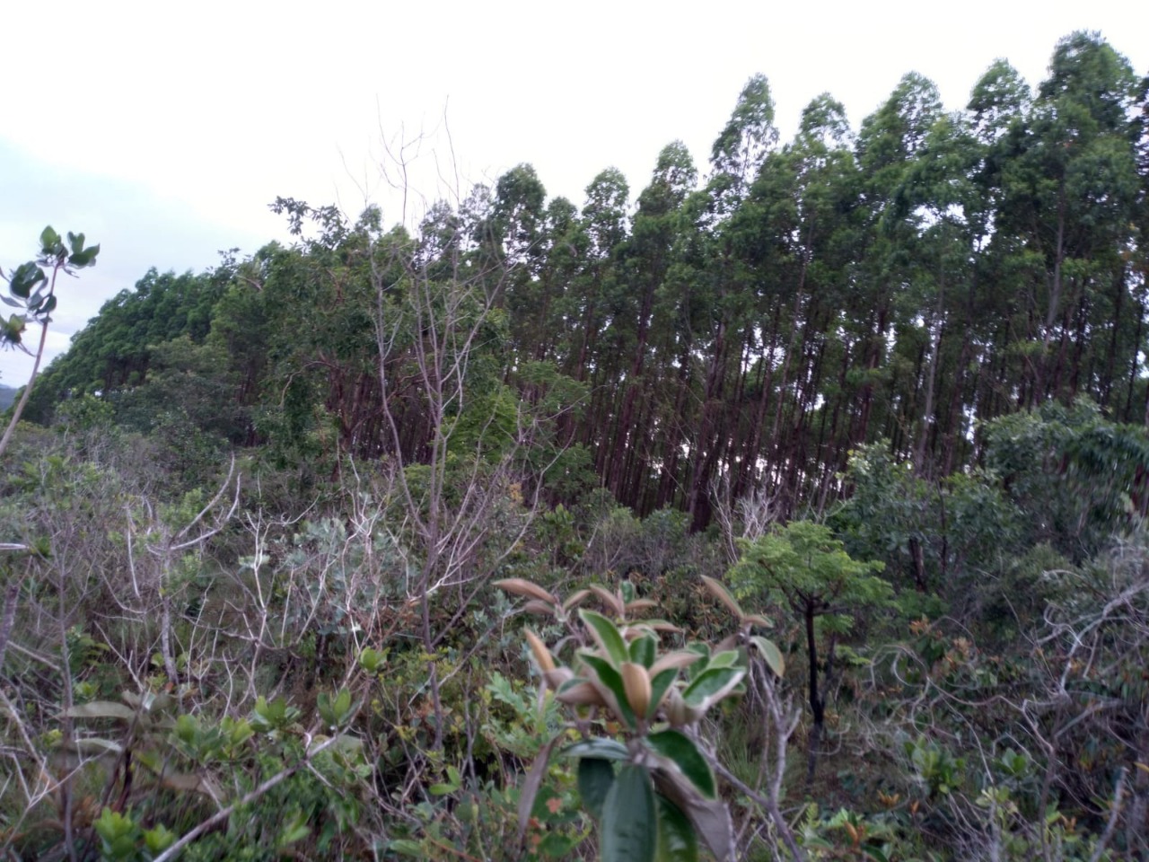 Terreno à venda, 5000m² - Foto 15