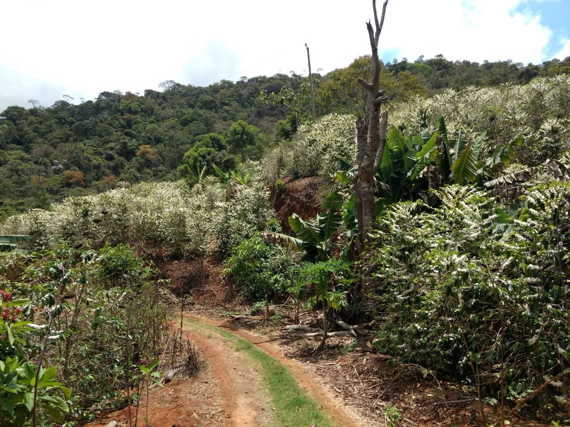 Chácara à venda com 1 quarto - Foto 4