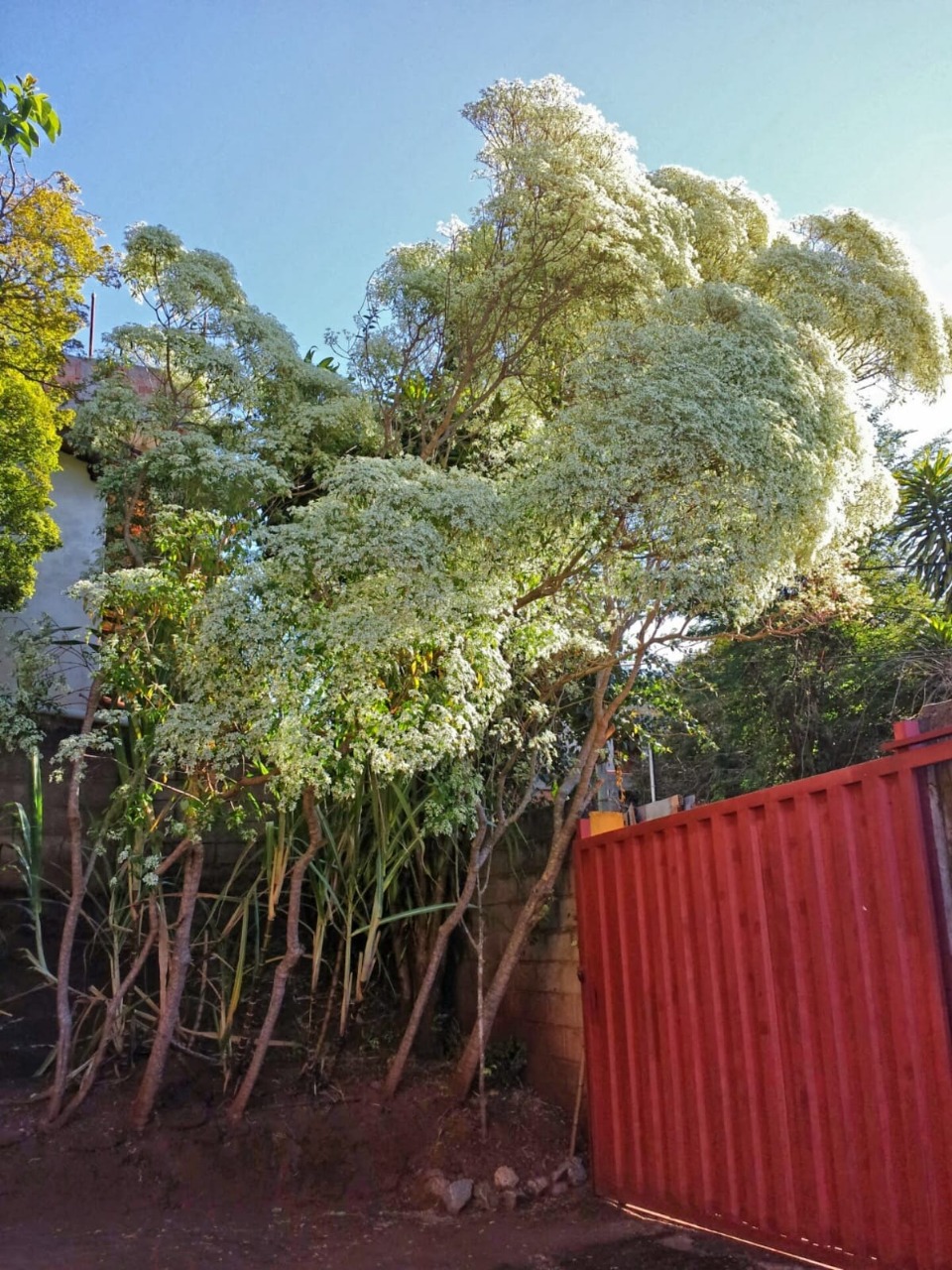 Casa à venda com 4 quartos, 5000m² - Foto 23