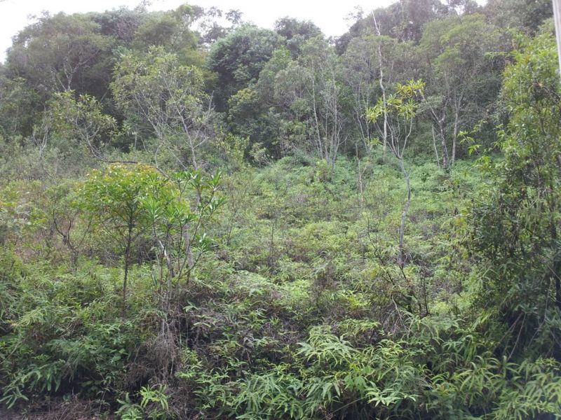 Terreno à venda, 1950m² - Foto 2