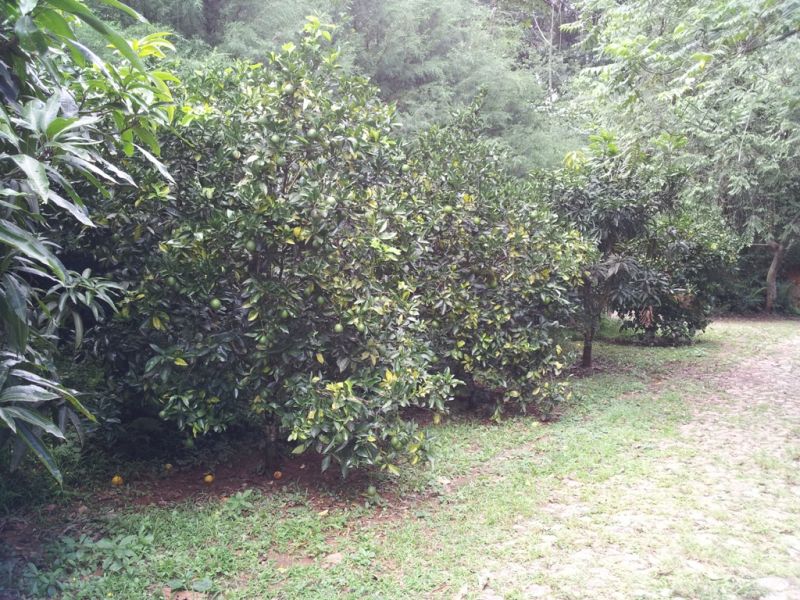 Terreno à venda, 1950m² - Foto 6