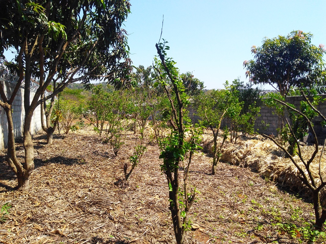 Terreno à venda, 1015m² - Foto 3