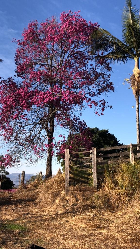 Chácara à venda com 3 quartos, 623500m² - Foto 19