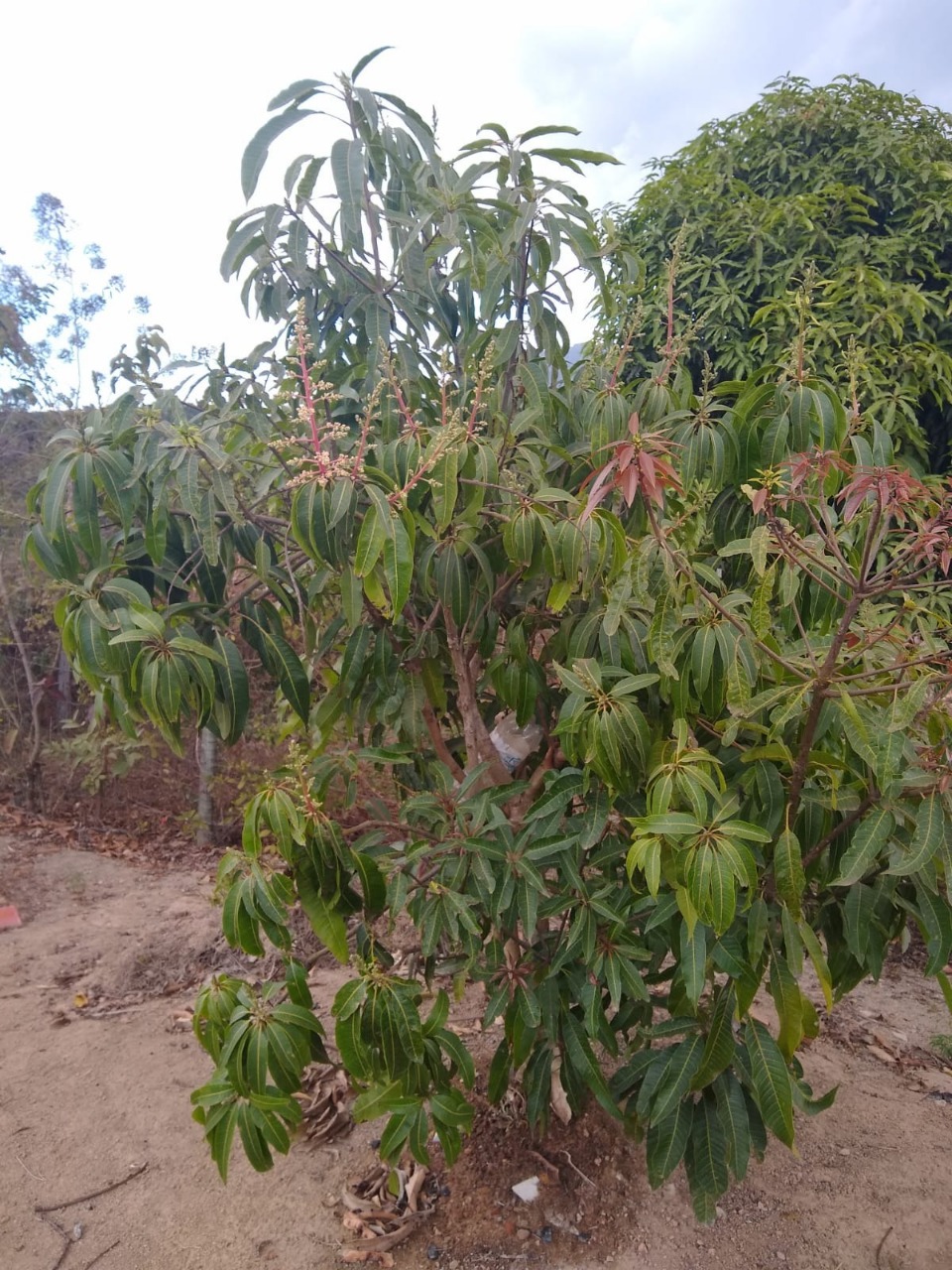 Chácara à venda com 1 quarto, 1000m² - Foto 17