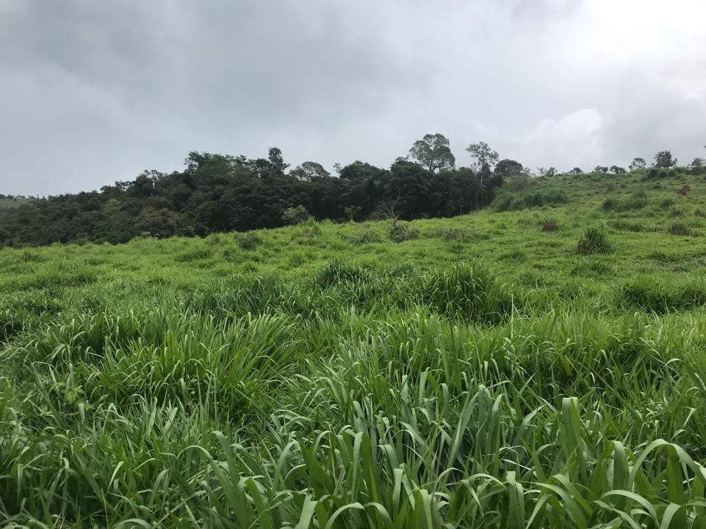 Terreno à venda, 32900m² - Foto 8