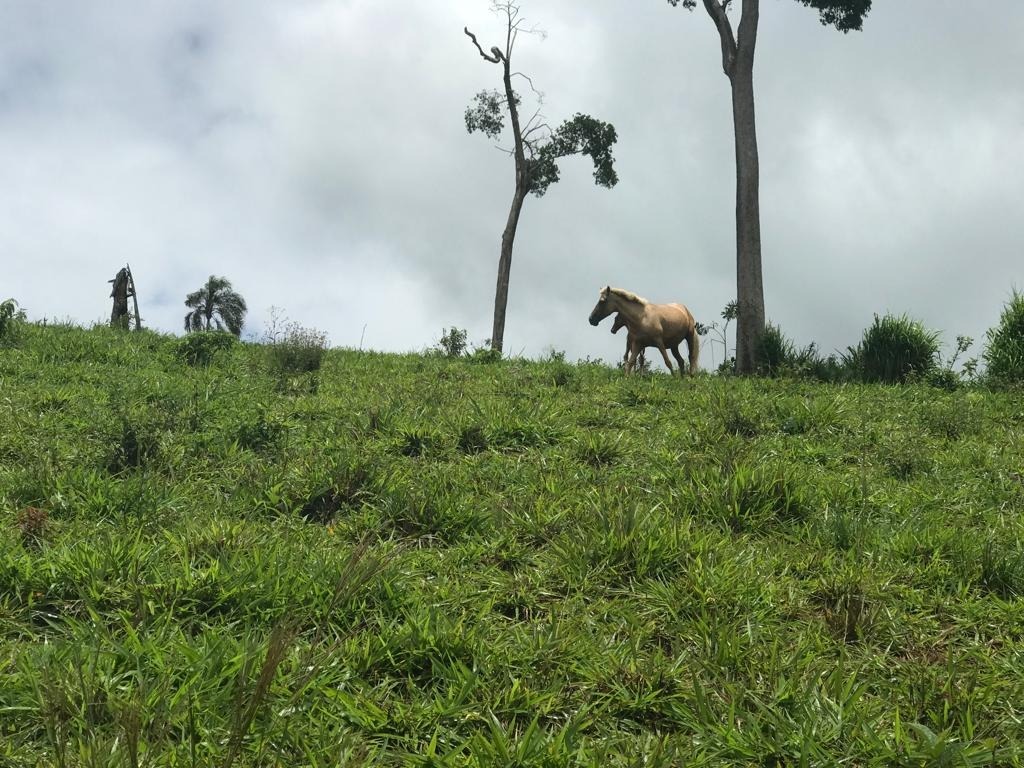 Terreno à venda, 32900m² - Foto 15