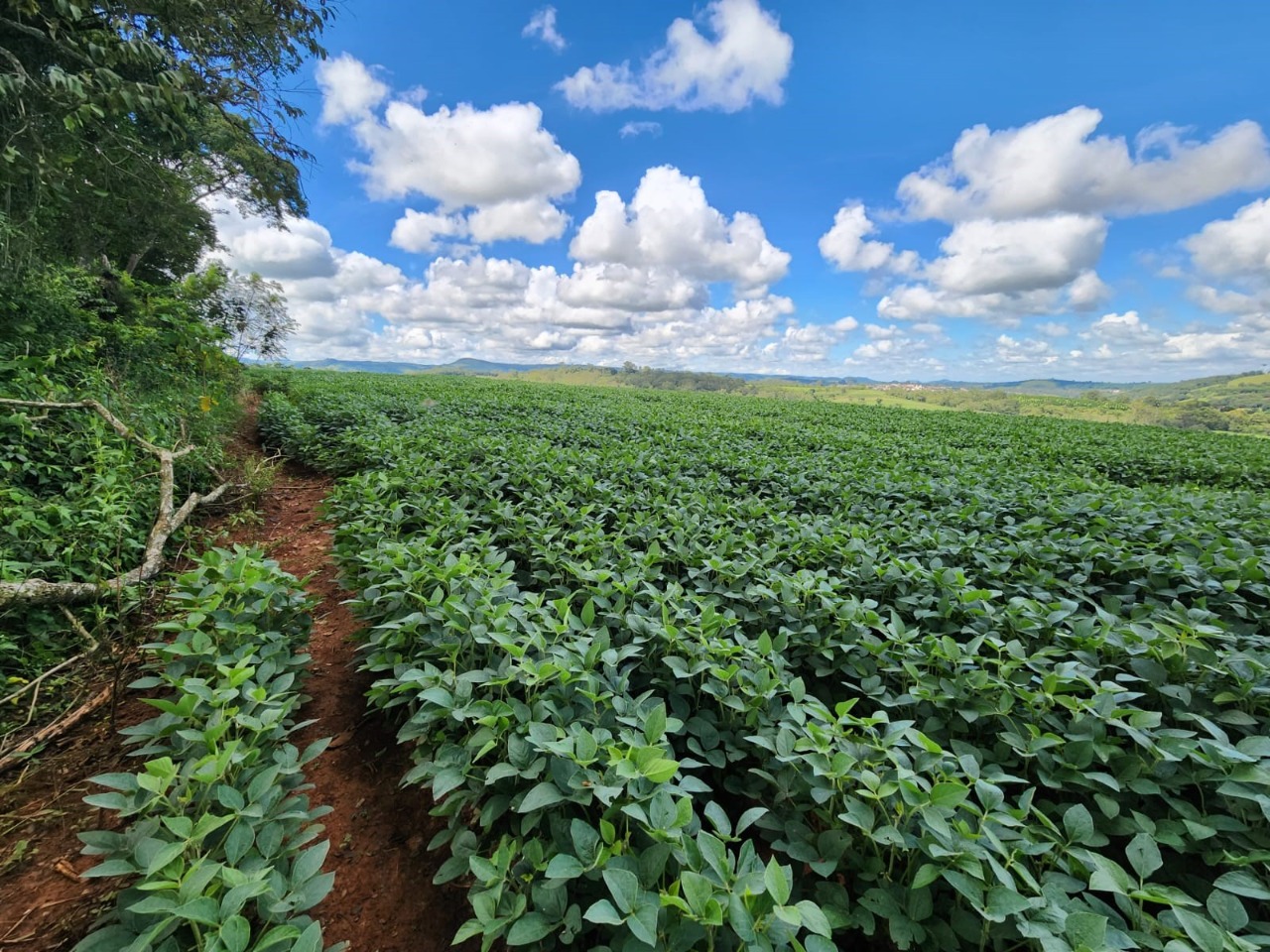 Chácara à venda com 3 quartos, 784500m² - Foto 3