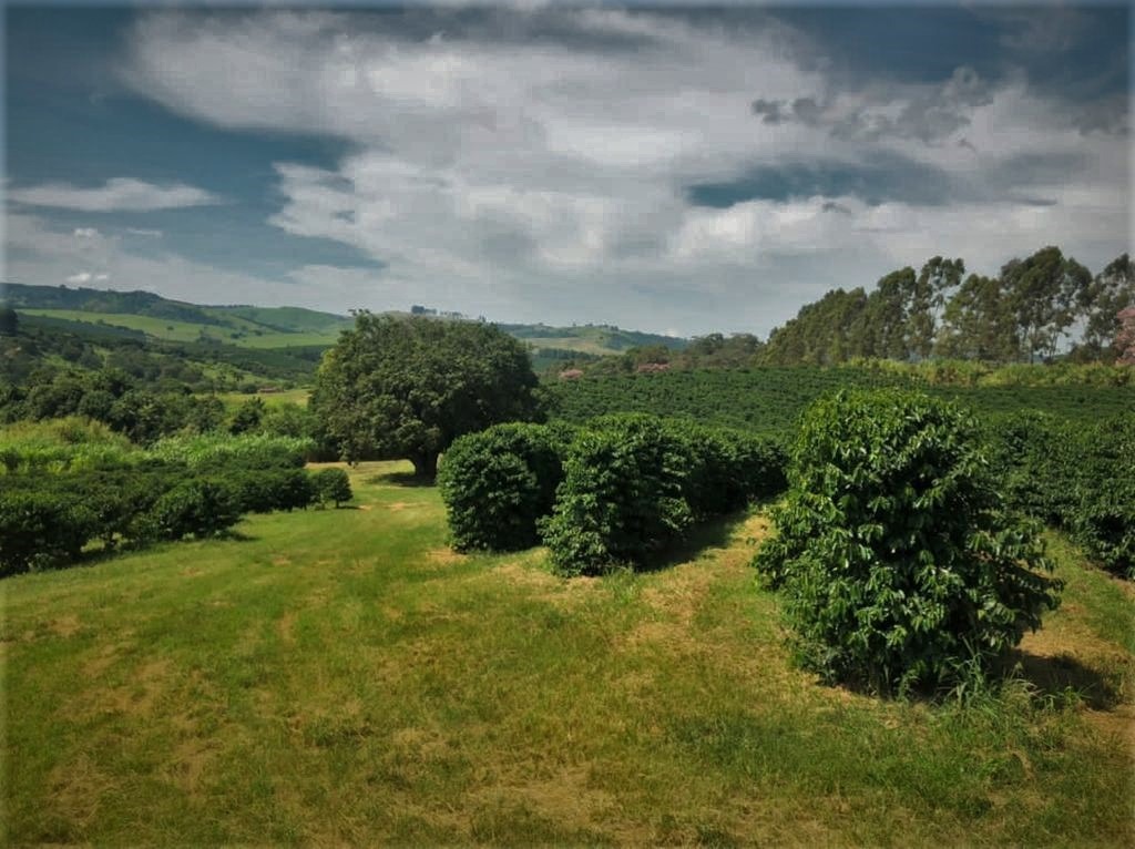 Chácara à venda com 3 quartos - Foto 8