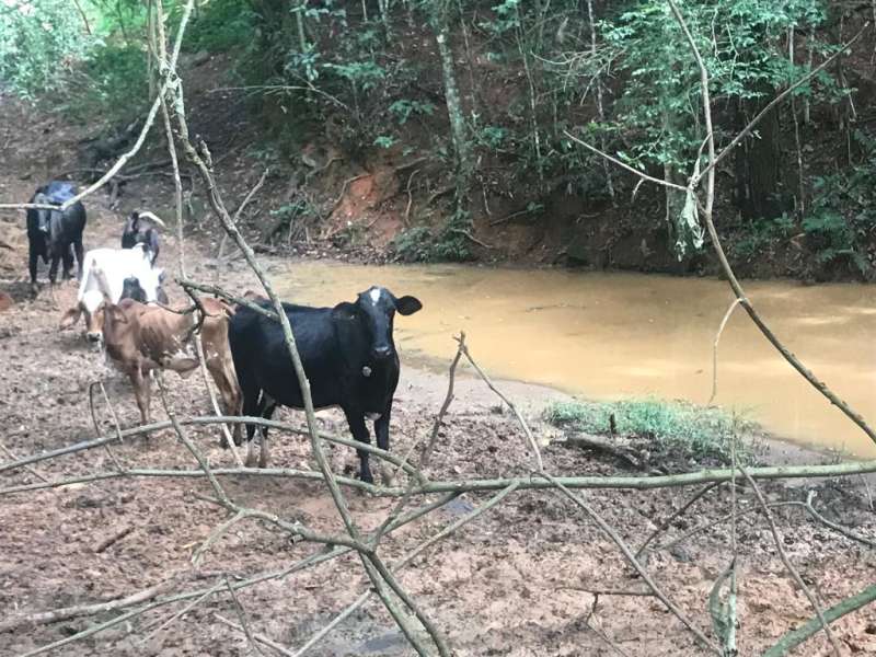 Chácara à venda com 1 quarto, 70000m² - Foto 6