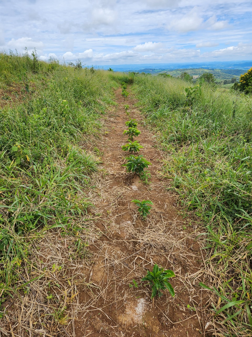 Chácara à venda com 4 quartos, 847000m² - Foto 25