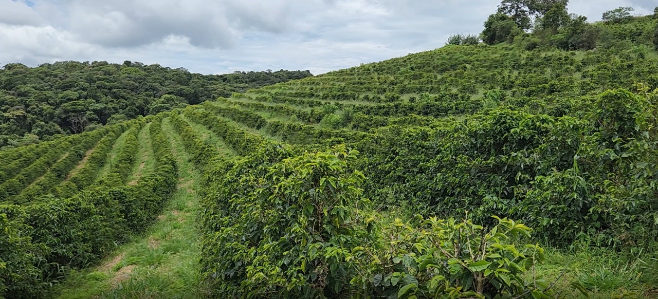 Chácara à venda com 4 quartos, 847000m² - Foto 10