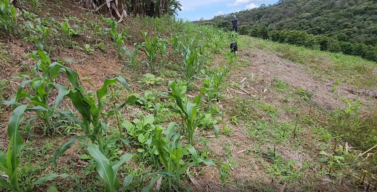 Chácara à venda com 4 quartos, 847000m² - Foto 18