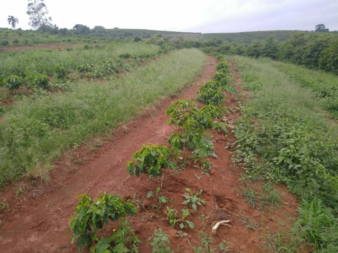 Chácara à venda com 3 quartos, 640000m² - Foto 8