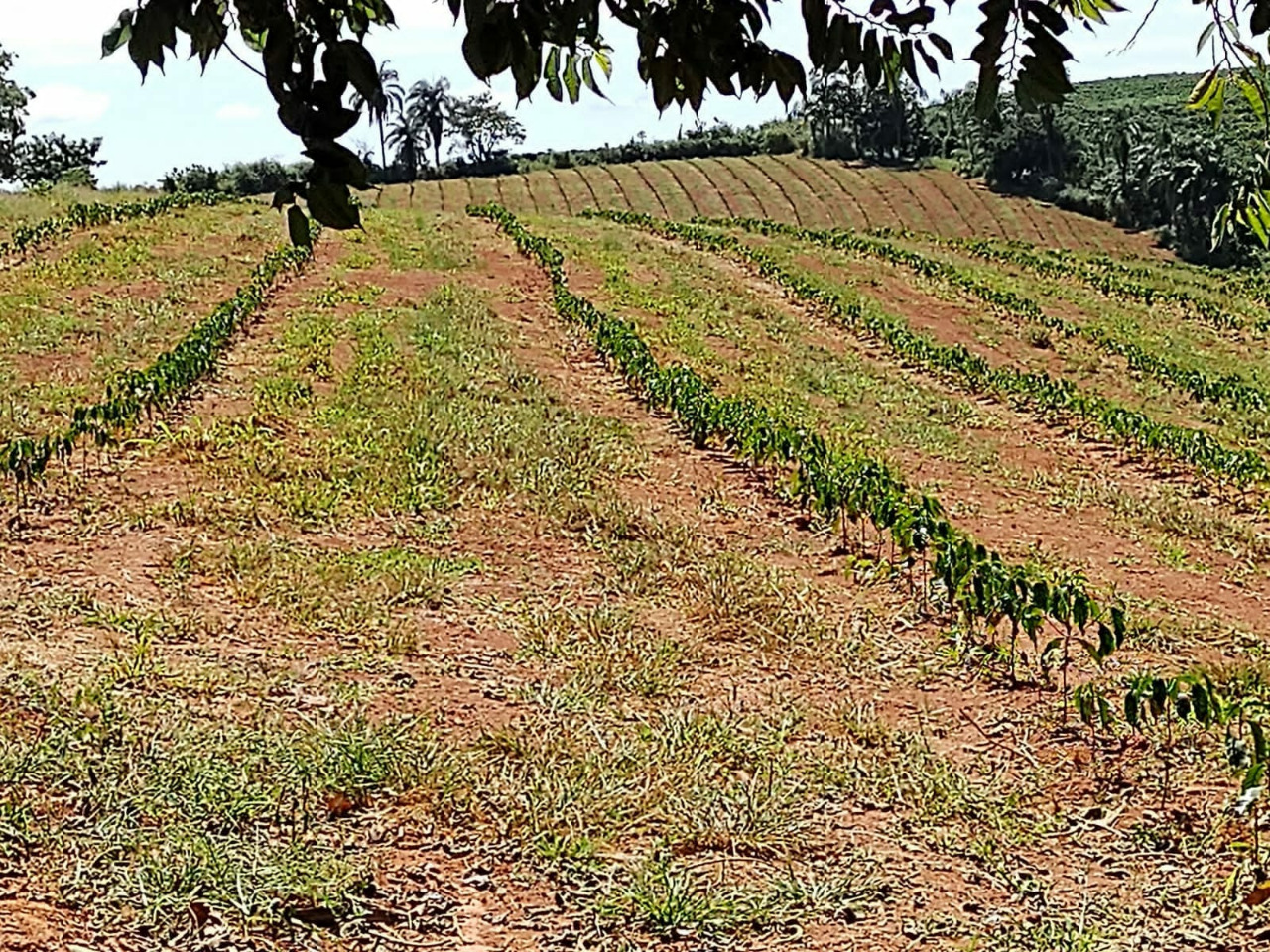 Chácara à venda com 3 quartos, 640000m² - Foto 10