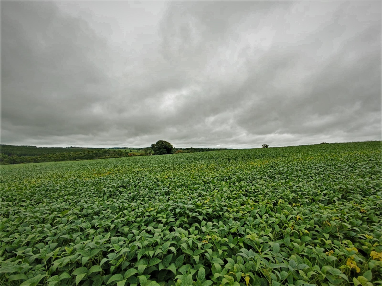 Chácara à venda com 1 quarto, 2120000m² - Foto 1