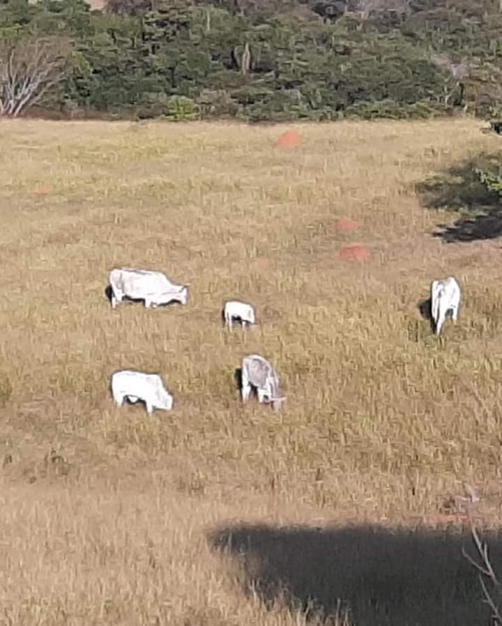 Chácara à venda com 3 quartos, 240000m² - Foto 13