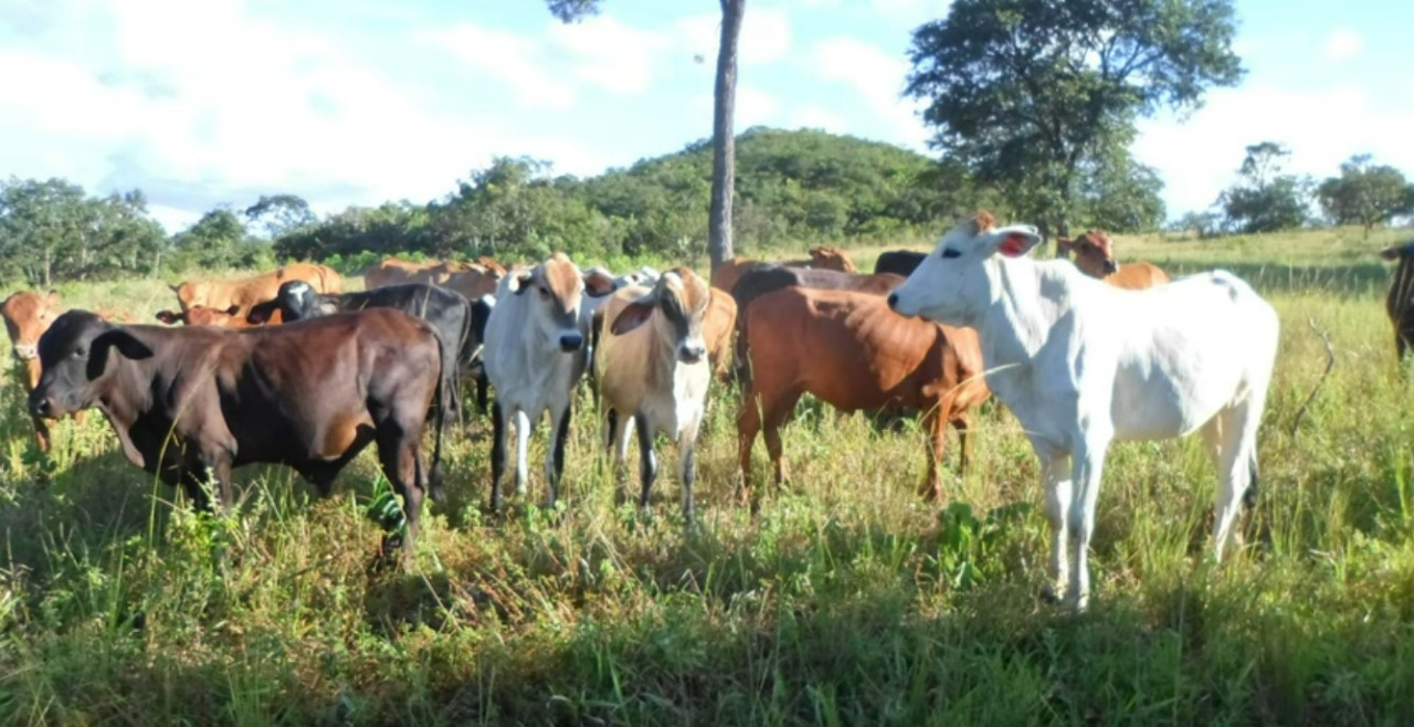 Chácara à venda com 4 quartos, 5900000m² - Foto 10