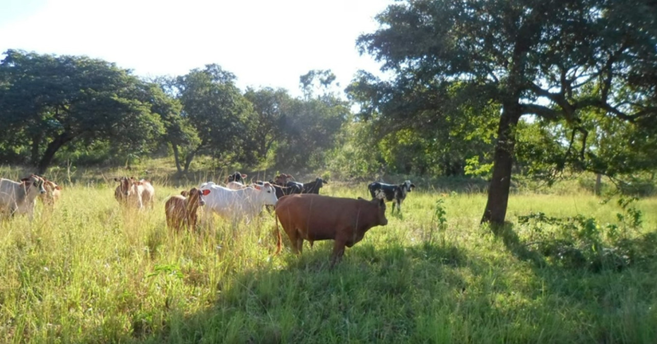 Chácara à venda com 4 quartos, 5900000m² - Foto 11