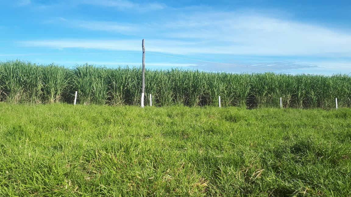 Chácara à venda com 4 quartos, 21900000m² - Foto 3