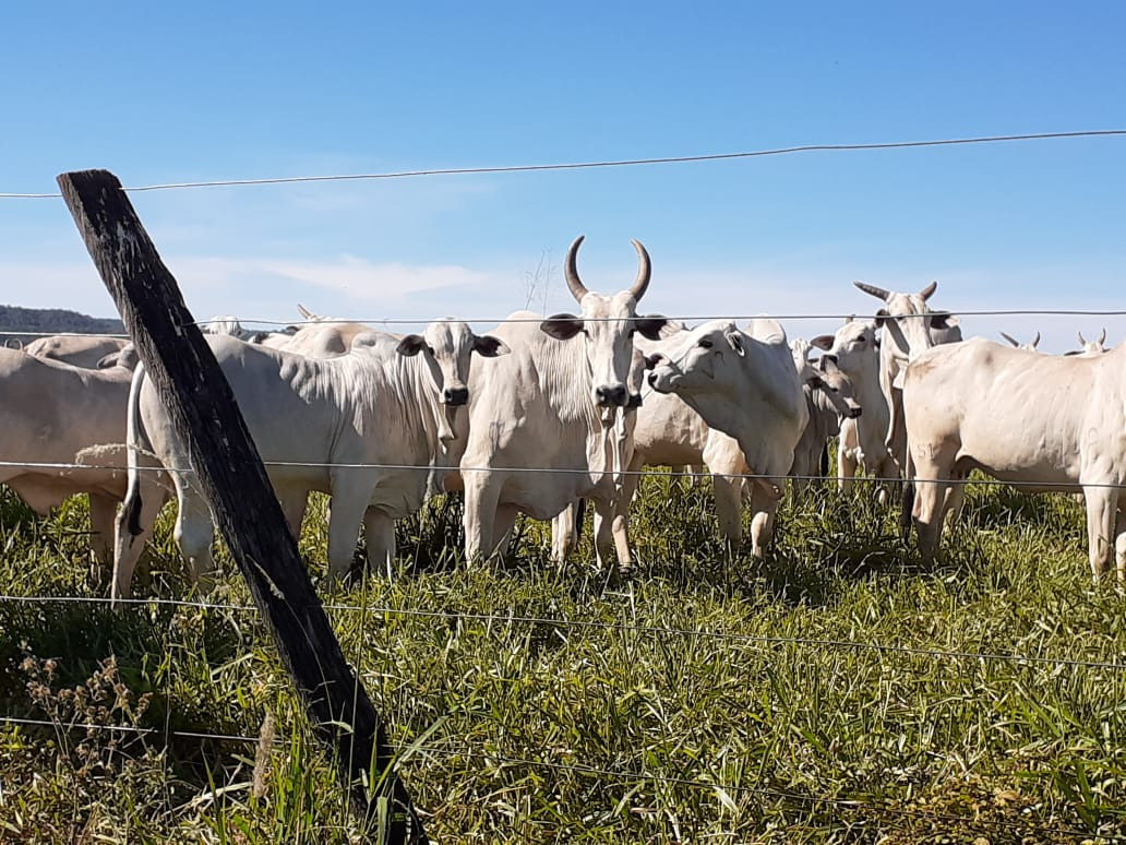 Chácara à venda com 4 quartos, 21900000m² - Foto 13