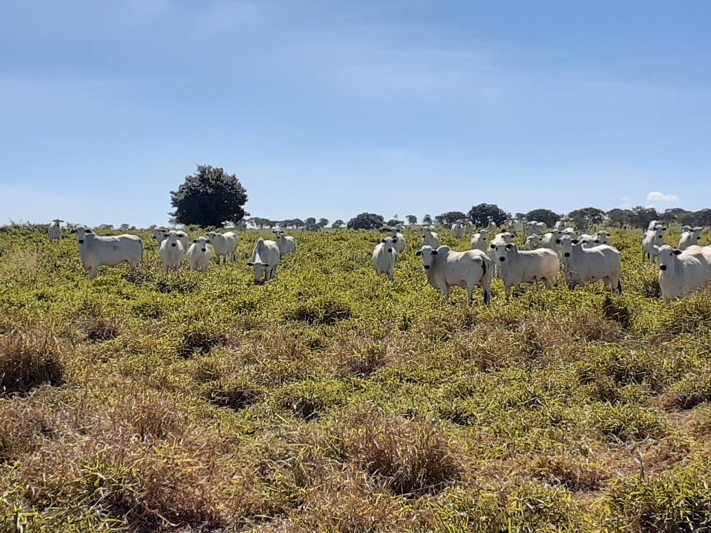 Chácara à venda com 4 quartos, 21900000m² - Foto 12