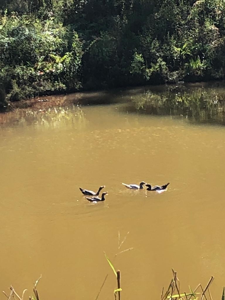 Chácara à venda com 3 quartos, 200m² - Foto 16