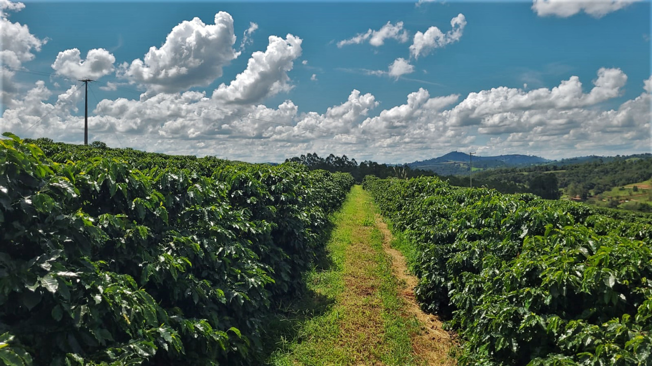 Chácara à venda com 2 quartos, 968000m² - Foto 10