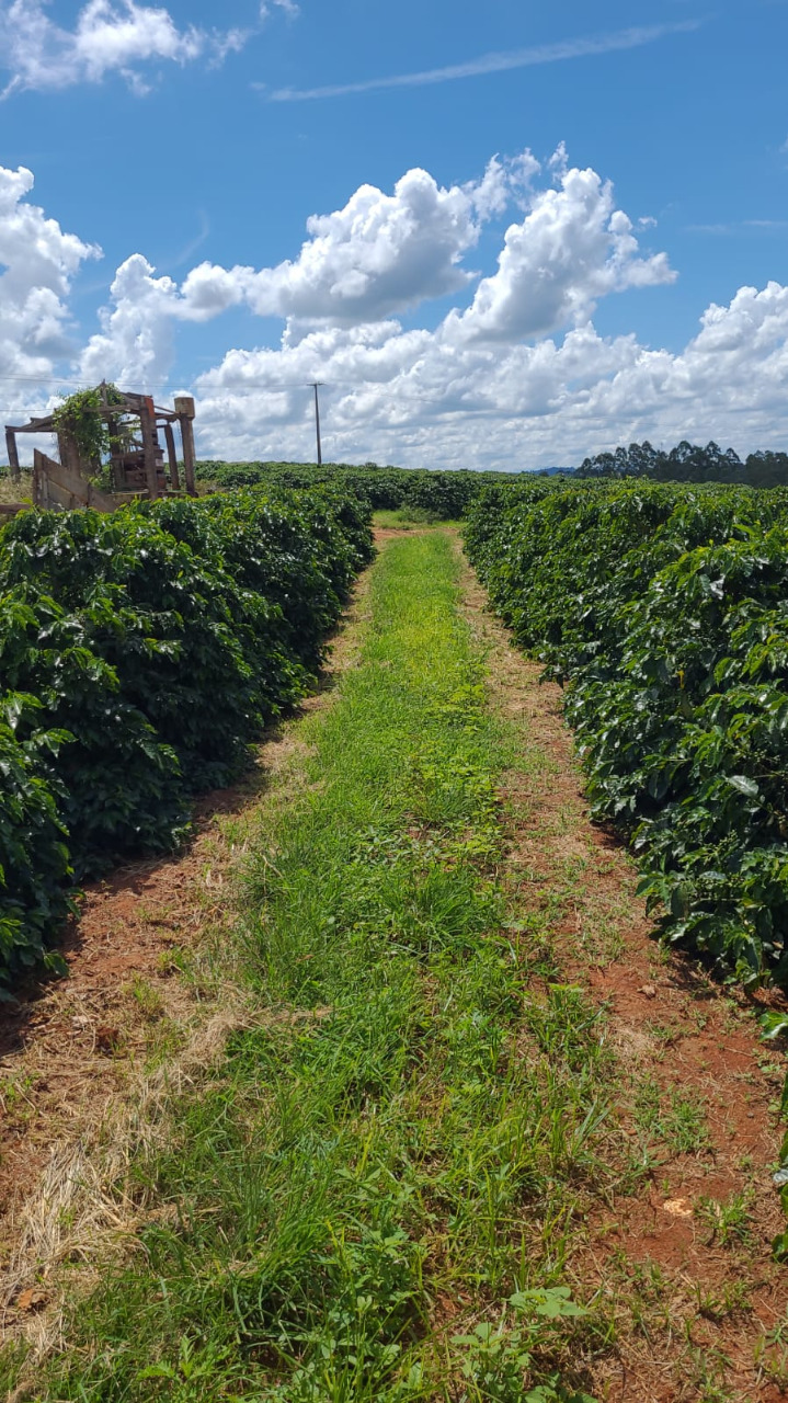 Chácara à venda com 2 quartos, 968000m² - Foto 14