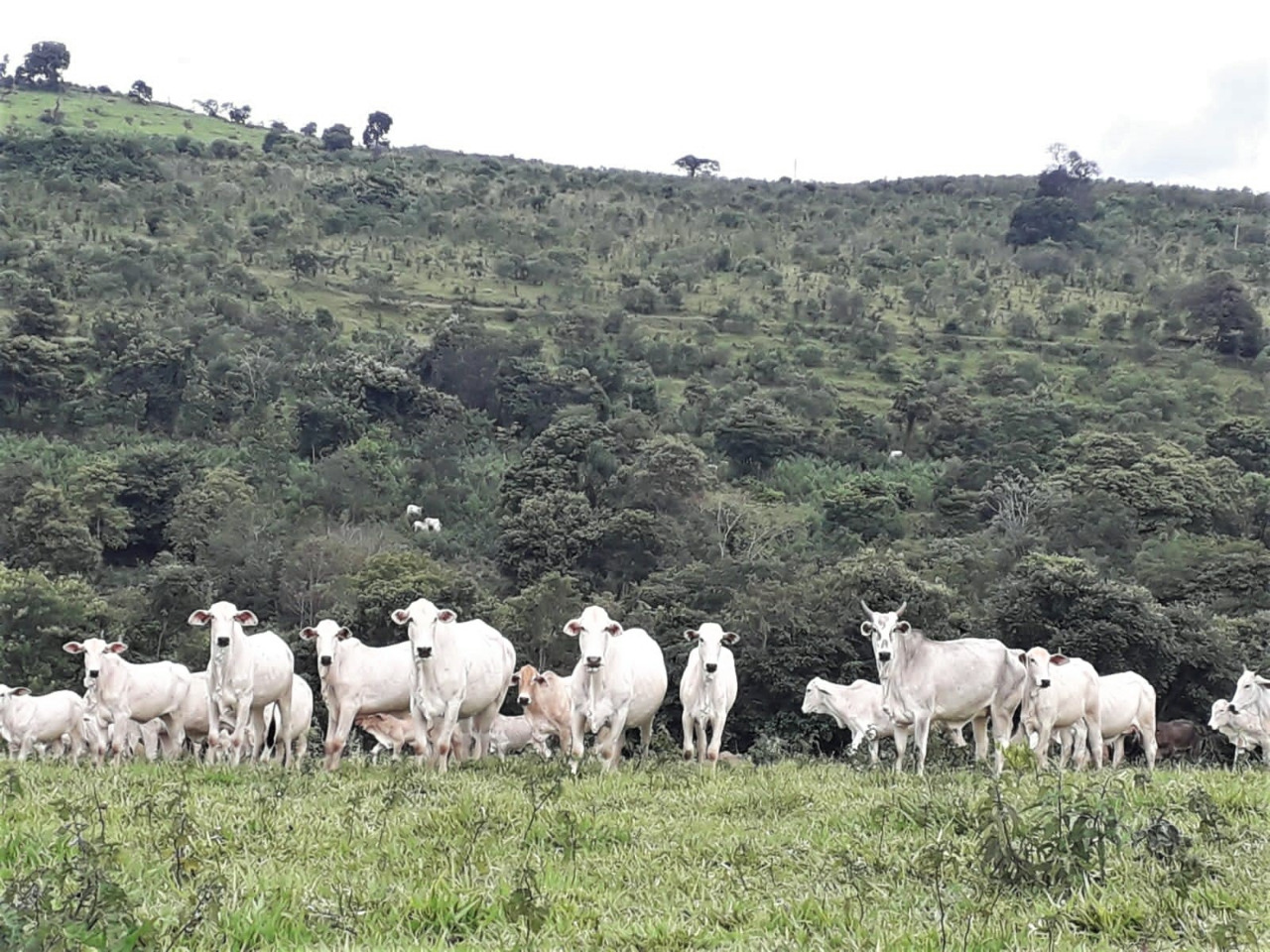 Chácara à venda com 1 quarto, 4200000m² - Foto 3