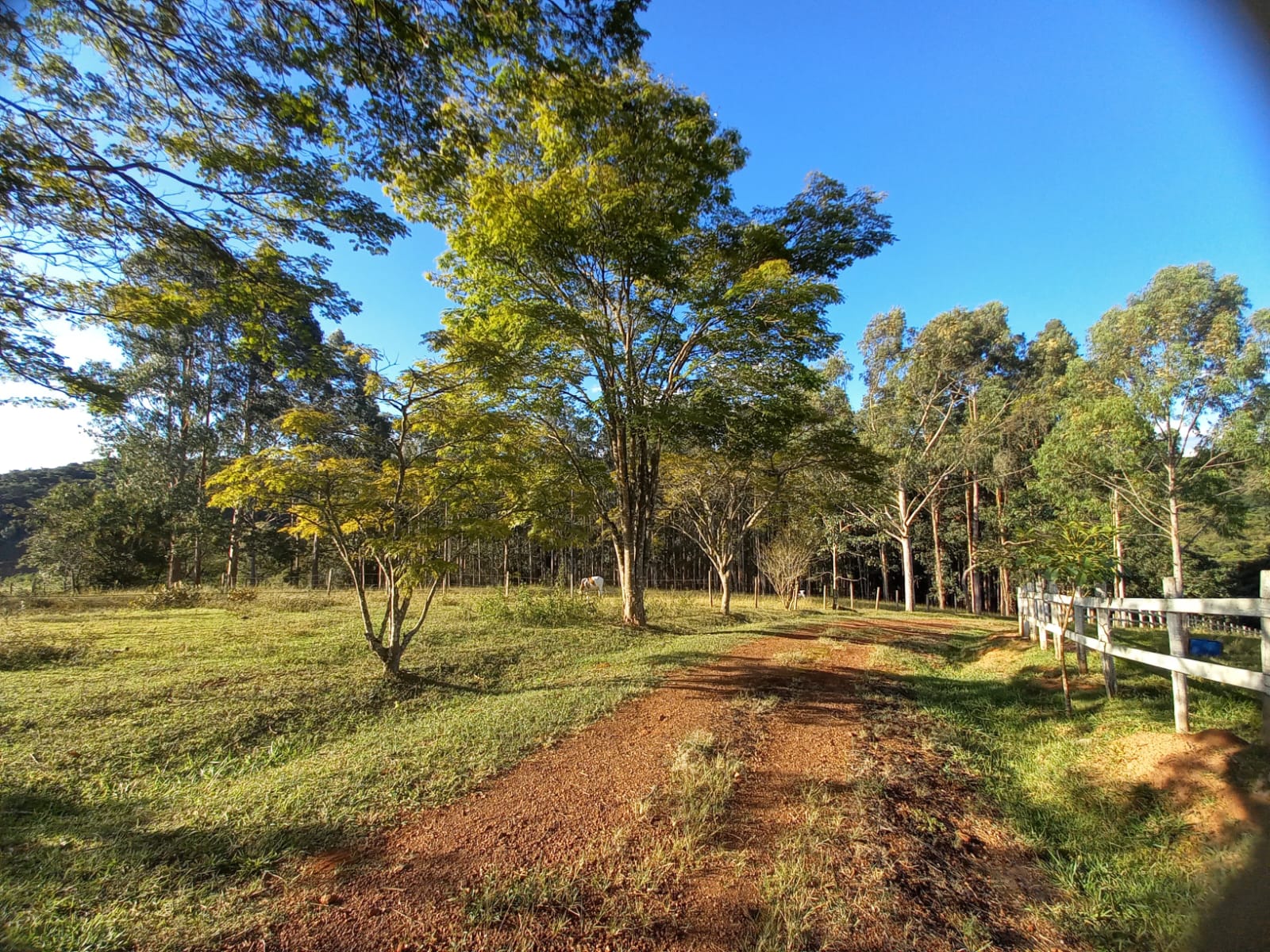 Chácara à venda com 4 quartos, 300m² - Foto 16