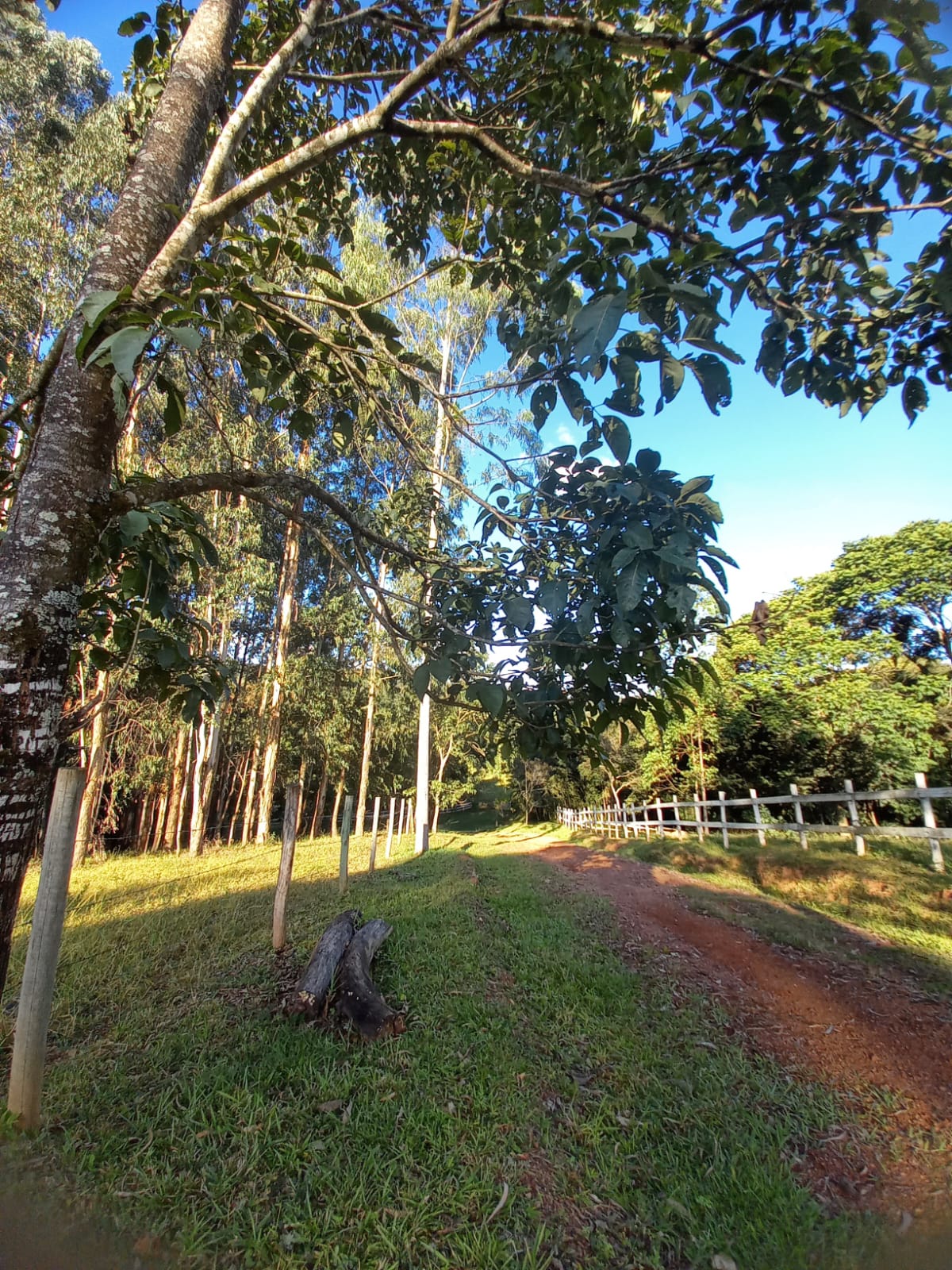 Chácara à venda com 4 quartos, 300m² - Foto 17