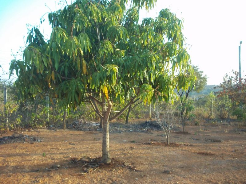 Chácara à venda com 2 quartos, 130m² - Foto 12