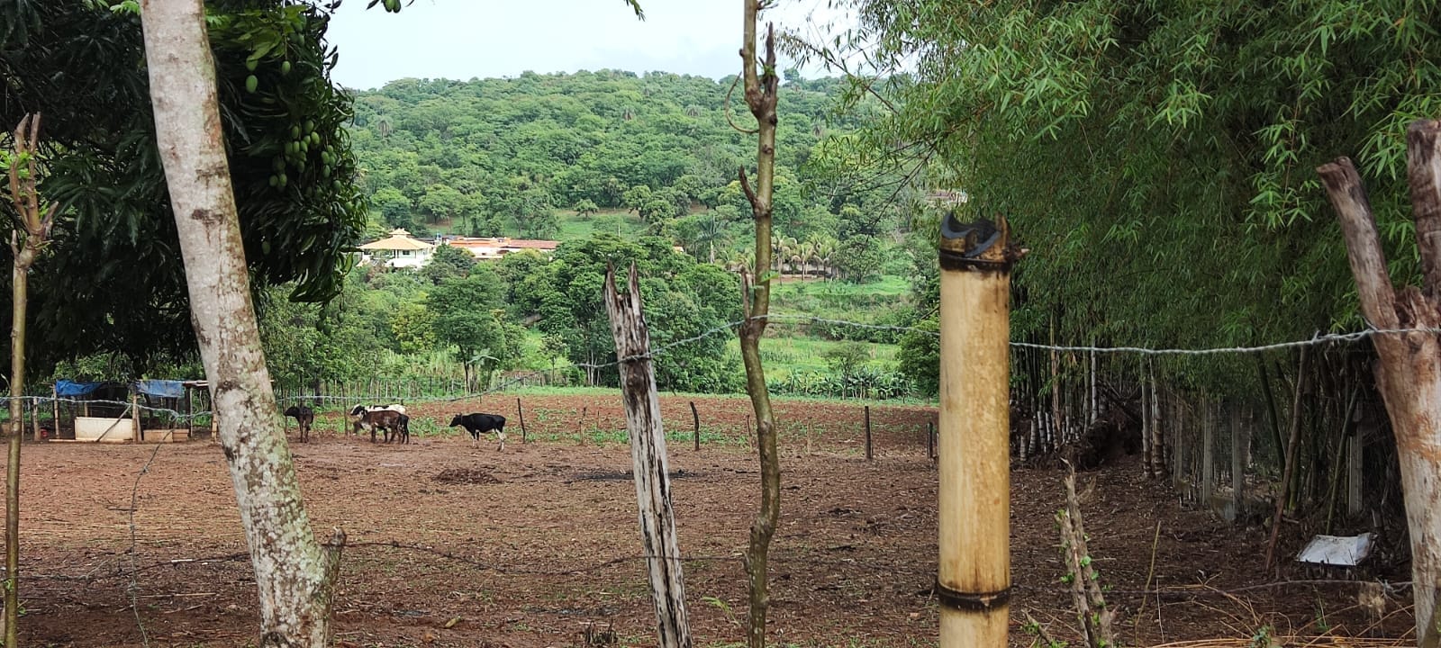 Terreno à venda, 10012m² - Foto 15