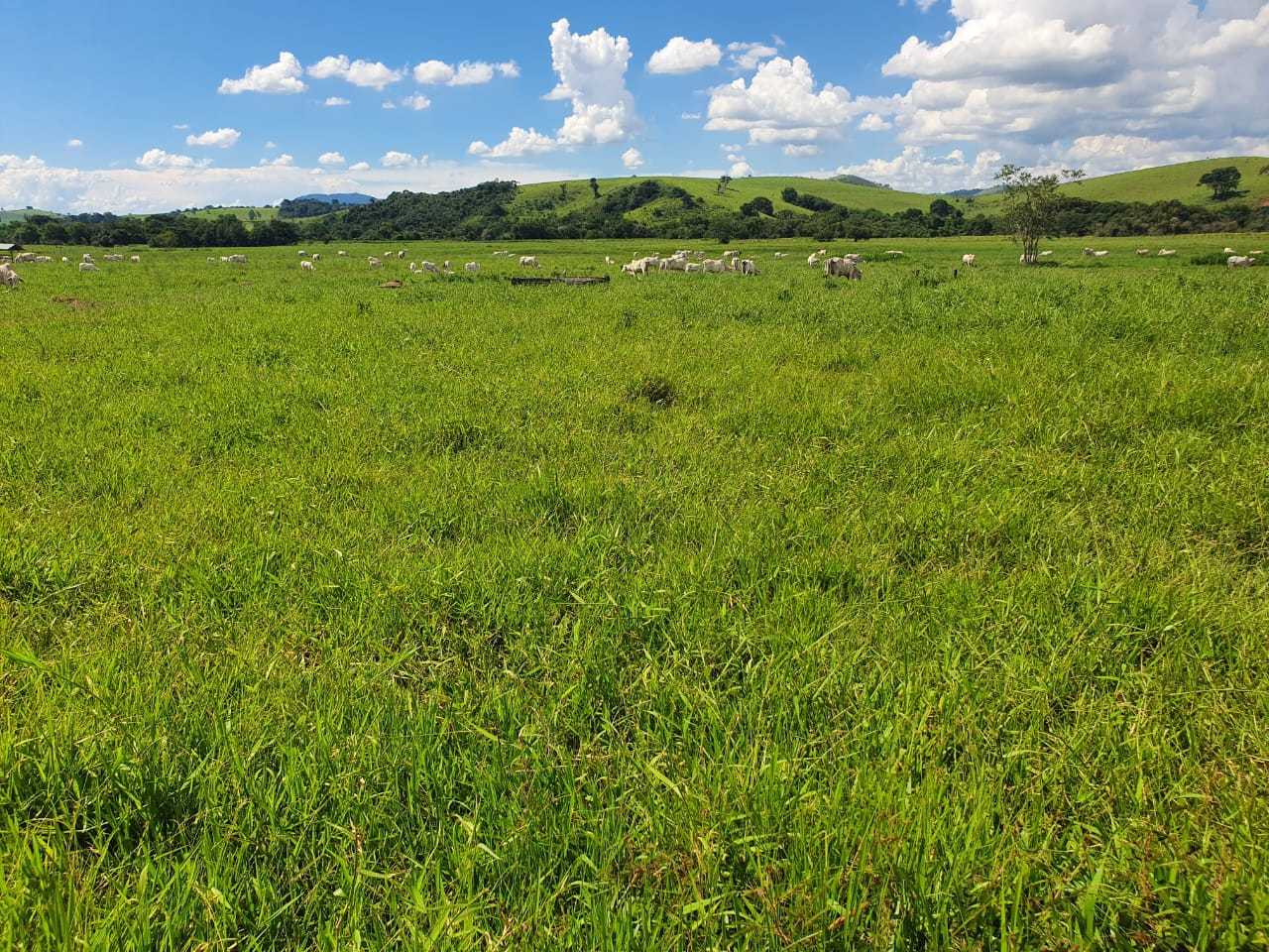 Chácara à venda com 3 quartos, 2300000m² - Foto 3